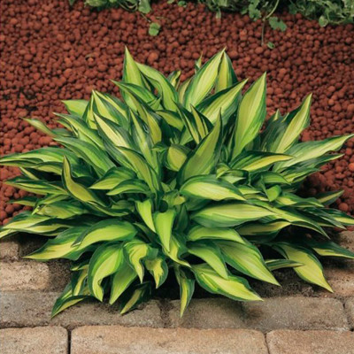 Hosta " Lakesite Little Tuft"