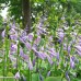 Hosta Green