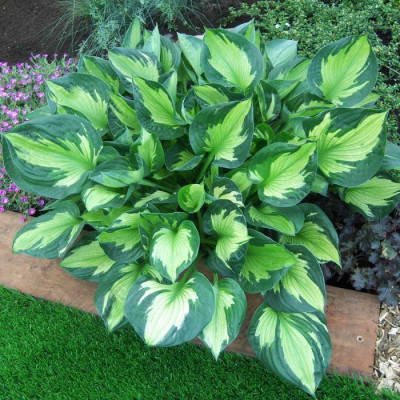 Hosta "Whirlwind"