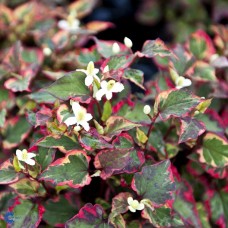 Houttuynia cordata Chameleon