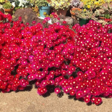 Lampharanthus red Lampharanthus red
