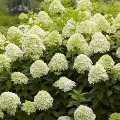 Hydrangea "Lime Light"