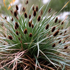 Sesleria Heufleriana Sesleria Heufleriana