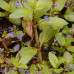 Veronica beccabunga