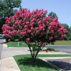 Lagerstroemia red Imperator