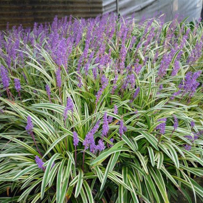 Liriope muscari "Variegated"