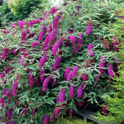 Buddleja davidii lilak