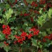 Ilex aquifolium Ilex aquifolium