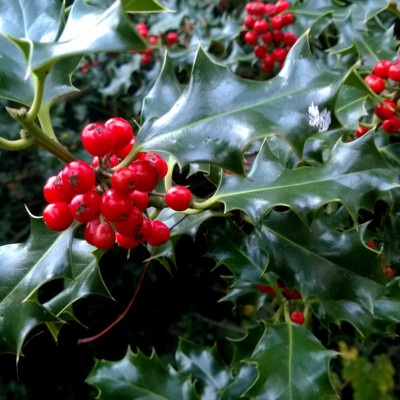 Ilex aquifolium