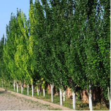 Populus "Simonii"