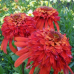 Echinacea "Hot Papaya"