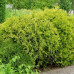 Thuja occ. "Golden Globe"