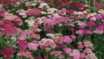 Achillea  - Hajducka trava