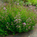 ORIGANUM VULGARE