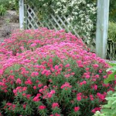 Aster novae angliae Lou Williams