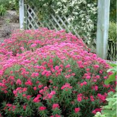 Aster novae angliae Lou Williams