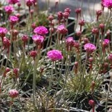 Armeria rubra