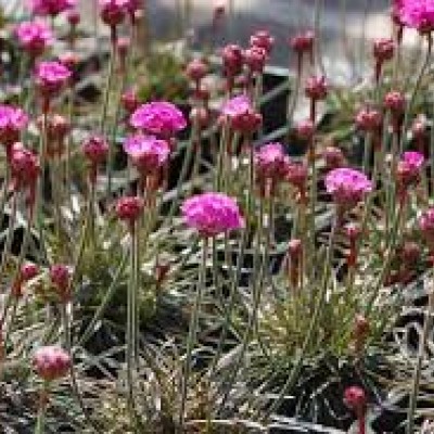 Armeria rubra