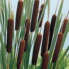 Typha latifolia