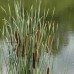 Typha latifolia