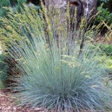 Festuca glauca 'Elijah Blue'