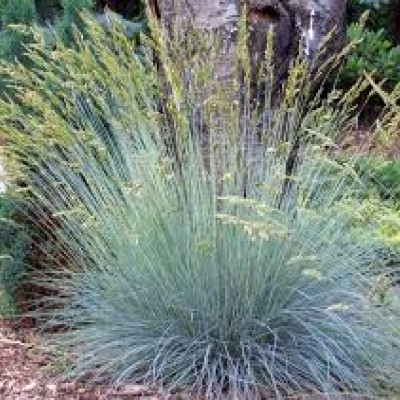 Festuca glauca 'Elijah Blue'