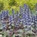 AJUGA REPTANS „BURGUNDY GLOW“