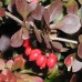 BERBERIS THUNBERGII „ATROPURPUREA NANA“