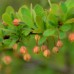 Berberis thunbergii Erecta -zeleni