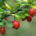 Berberis thunbergii Erecta -zeleni