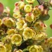 Berberis thunbergii Erecta -zeleni