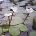 Hydrocharis morsus ranae - prodaja krajem aprila