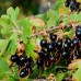 Ribes Odoratum