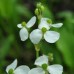 Alisma parviflorum