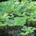 Pistia stratiotes