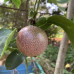 Marakuja (Passiflora edulis)