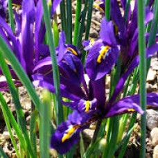 Iris reticulata