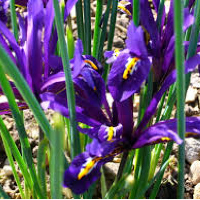 Iris reticulata