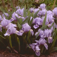 Mini iris svetlo plavi