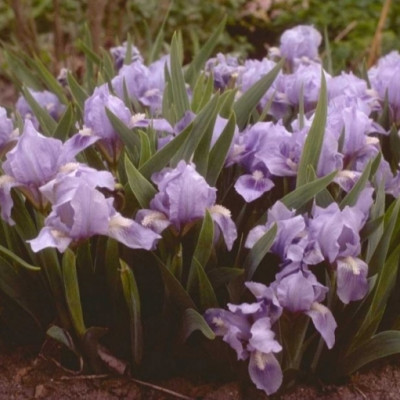 Mini iris svetlo plavi