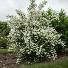 Philadelphus "Snowbelle" Philadelphus "Snowbelle"