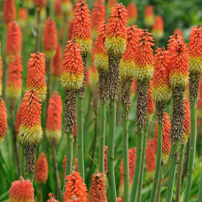 KNIPHOFIA UVARIA