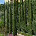 Cupressus sempervirens