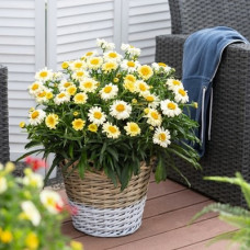 Leucanthemum "Isabel" Leucanthemum "Isabel"