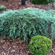 Juniperus "Ice Blue"