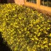 Jasminum nudiflorum