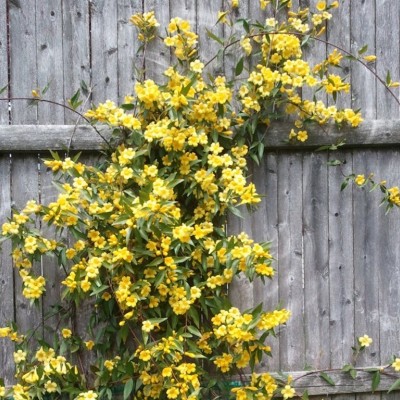 Jasminum nudiflorum