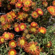 Delosperma salmon