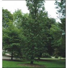 Alnus glutinosa - Crni Jova