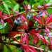 Berberis "Julianae"